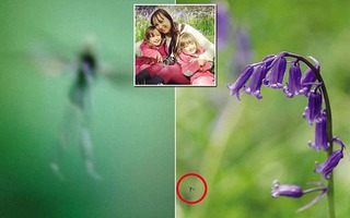 Nàng tiên Tinkerbell trong truyện cổ tích là có thật?